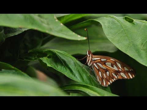Vídeo: Mariposa Do Prado Pálido - O Inimigo Das Plantações De Guarda-chuva