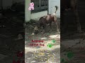CÚN DƠ BẨN ĐÁNG THƯƠNG suy dinh dưỡng nên lông rụng hết trơn #Tú Vân Cooking #dog #pets #animals