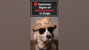 Is Your Dog in Trouble? Recognize These Dehydration Warning Signs!❌ #shorts #viral #shortvideo