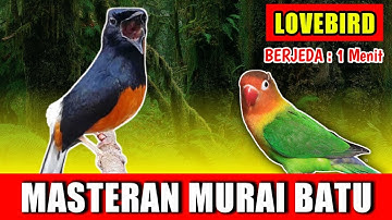 MASTERAN MURAI BATU - suara LOVEBIRD Ngekek  jernih keras berjeda 1 menit FULL 1 JAM variasi 2