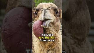 Famous Why Camels🐫 Spit Out Their Organ! Net Worth