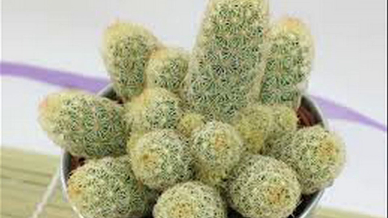 "GOLDILOCKS or GOLDEN FINGER" - Cactus Hybrid Mammillaria Elongata