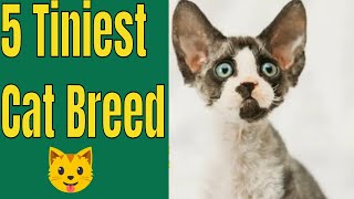 5 Tiniest Cat Breeds You Won't Believe Exist ‍⬛ #tiniestcat