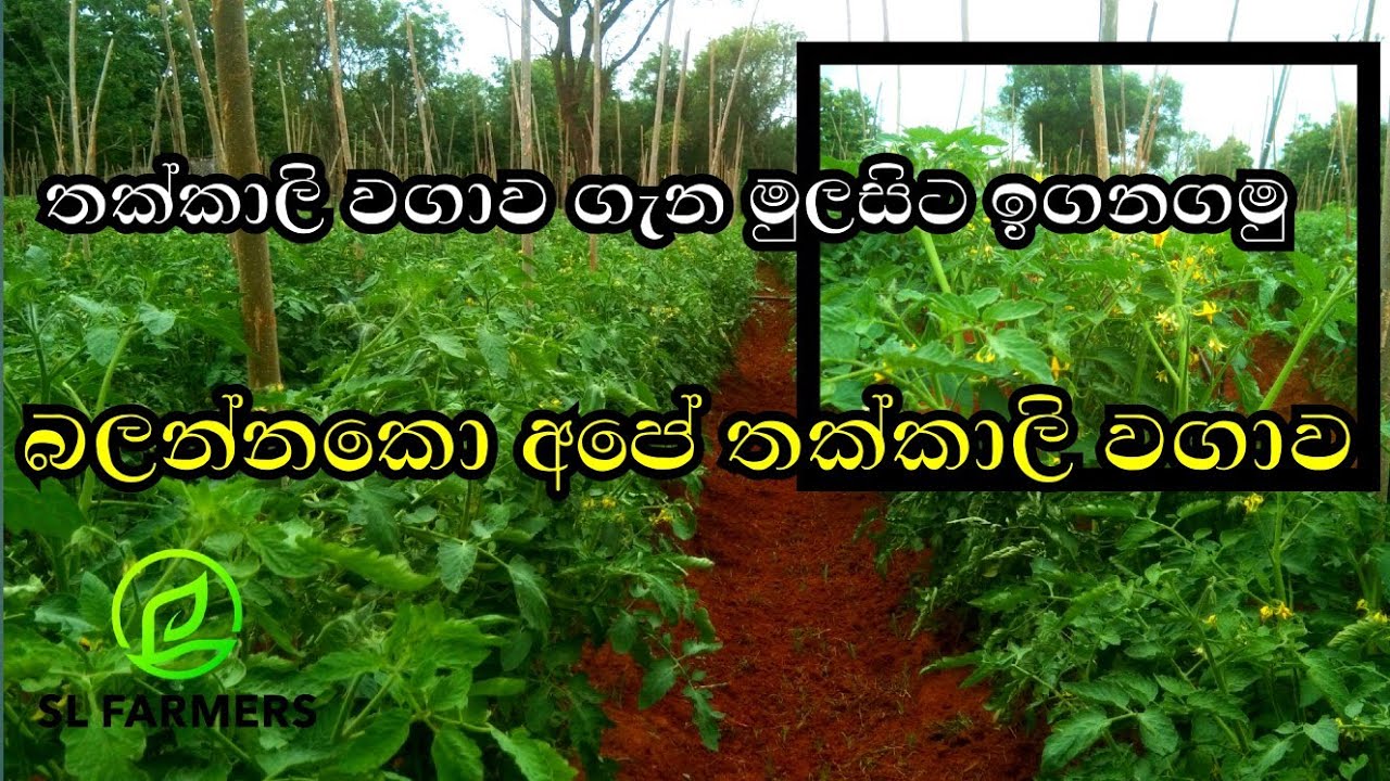 May 23, 2025slfarmers|තක්කාලි වගාව|tomato farming❤