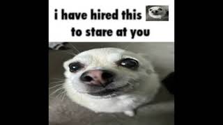 i have hired this 🐶 to stare at you
