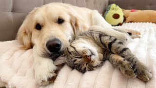 This Golden Retriever and Adorable Cat are Best Friends