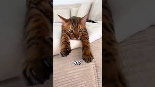 Сколько признаков совпало у тебя? 🤔 #хочуврек #кот #кошка #shorts