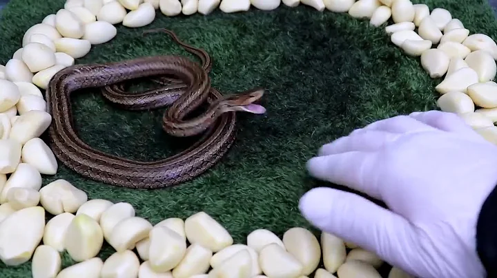 Snakes hate garlic Amazing Reaction to Garlic - DayDayNews