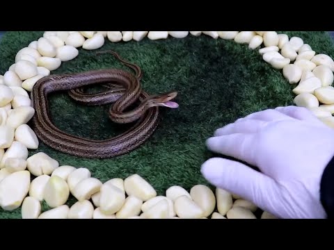 Snakes hate garlic