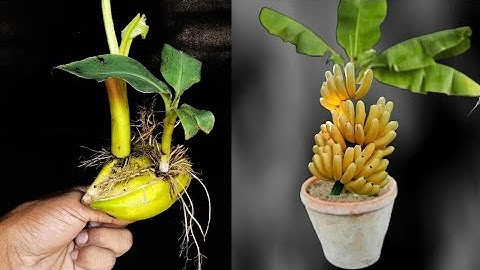 SUPER SPECIAL TECHNIQUE for propagating bananas with coca-cola, super fast growth