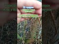 21 декабря 2024 г.
