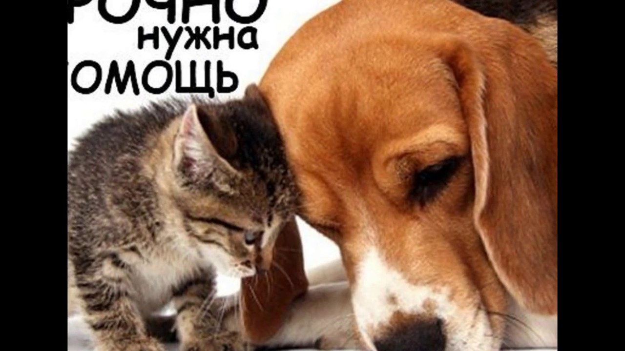 Картинки помощь бездомным животным