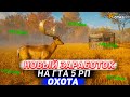 НОВЫЙ ВИД ЗАРАБОТКА | ДЛЯ НОВИЧКОВ  НА GTA 5 RP VINEWOOD  | ОХОТА НА ЖИВОТНЫХ