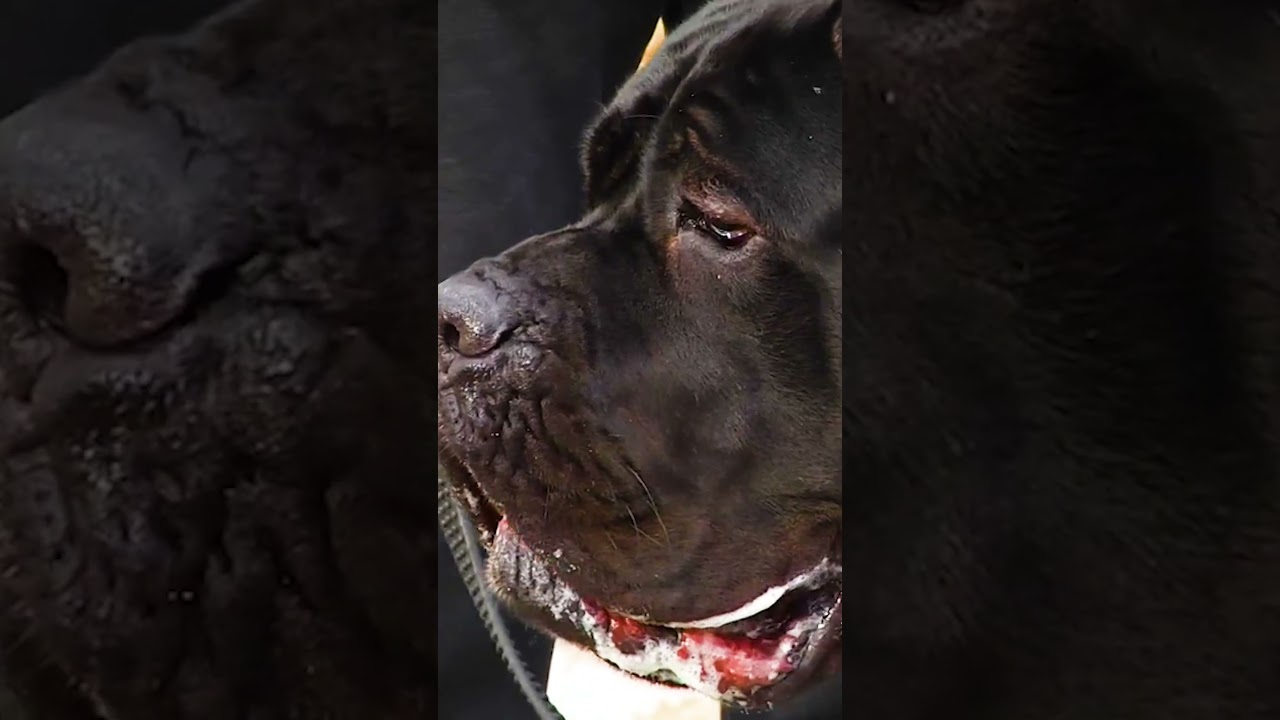 Характер и дрессировка кане корсо