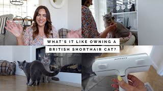 WHAT'S IT LIKE OWNING A BRITISH SHORTHAIR CAT? 18 MONTH UPDATE | GROOMING, SAFETY, & PERSONALITY