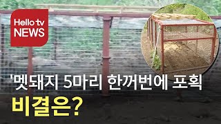 '멧돼지 포획트랩'으로 잡은 ′멧돼지 5마리′...포획 비결은?