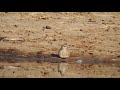 Turkestan Lesser Short Toed Lark 2 
