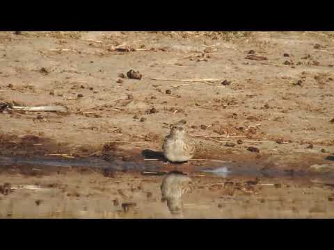 Turkestan Lesser Short Toed Lark 2