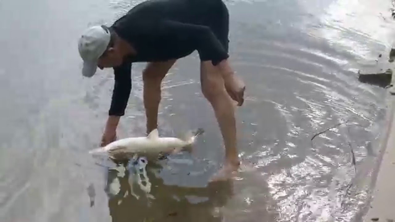 Браконьеры на оке