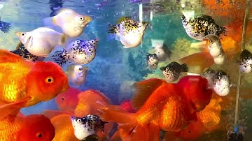 Cá Bình Tích size cối 23/03 | Cá Cảnh Nhật Toàn Gò Công 0977022281