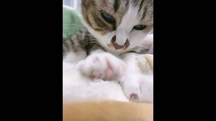 Watch the video about Effortful Kneading by Adorable Kitten #cat #pet #adorablecats #cutecats #purrfectpets
