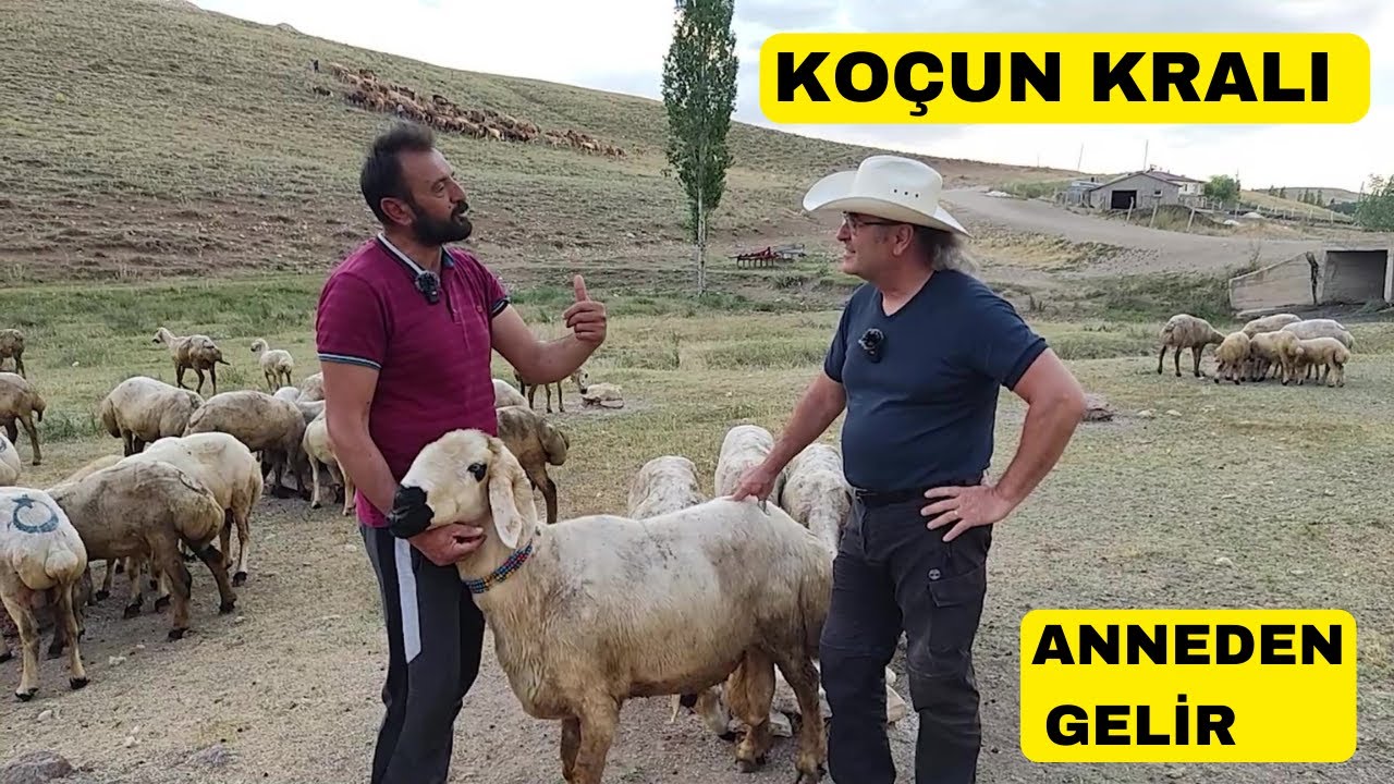 ЛИЖАТЬ СОЛЬ НА КАМЕНЯХ (Кангал Лавер Зафер Чичек)