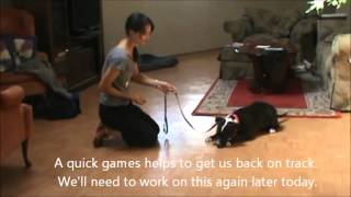 Nicky, Week 1 Obedience Boarding School