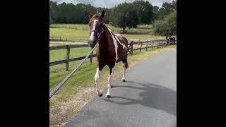 June arriving at the Retirement Home for Horses