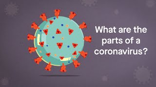 Coronavirus Anatomy Explained: Science, Simplified Resimi