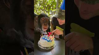 Chimpanzee Blows Out Birthday Candles! #Birthday #Shorts