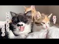 模様替えするね。新しい寝室に戸惑う子猫たちの反応が可愛かった