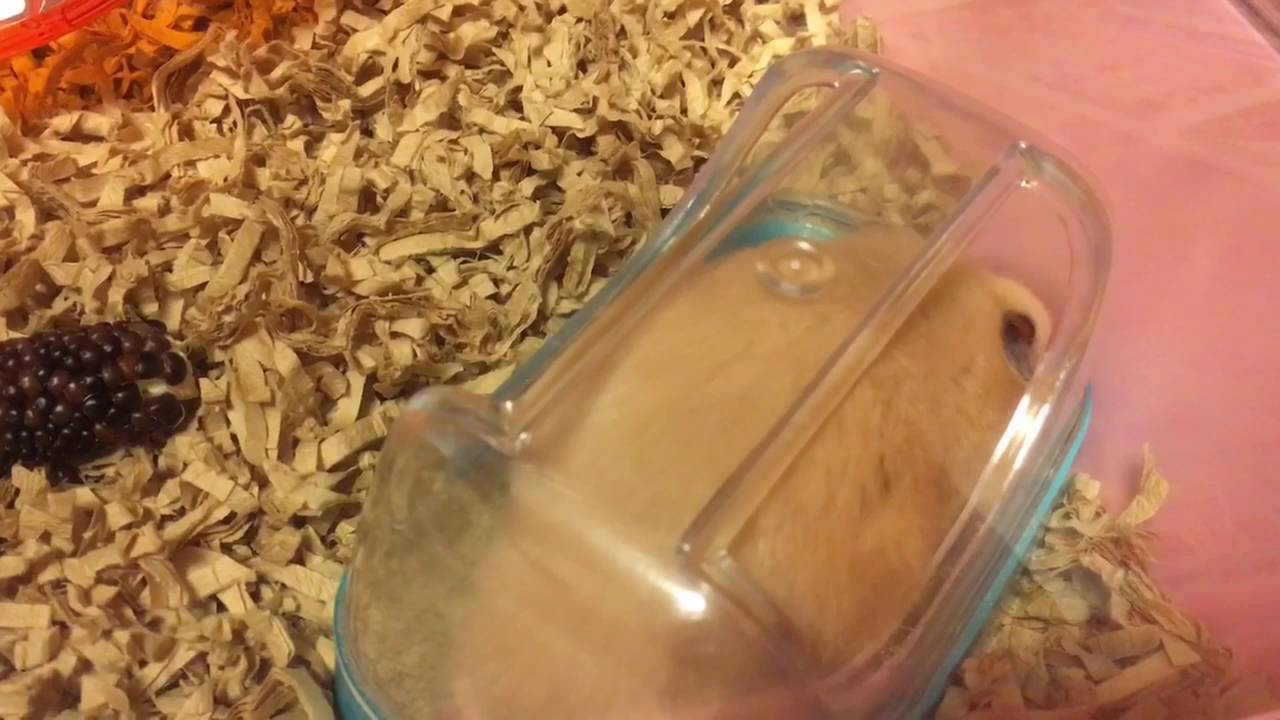 【キンクマの成長】生後8ヶ月のキンクマハムスター。ゴルハム用のトイレ容器はギリギリサイズに！cute hamster
