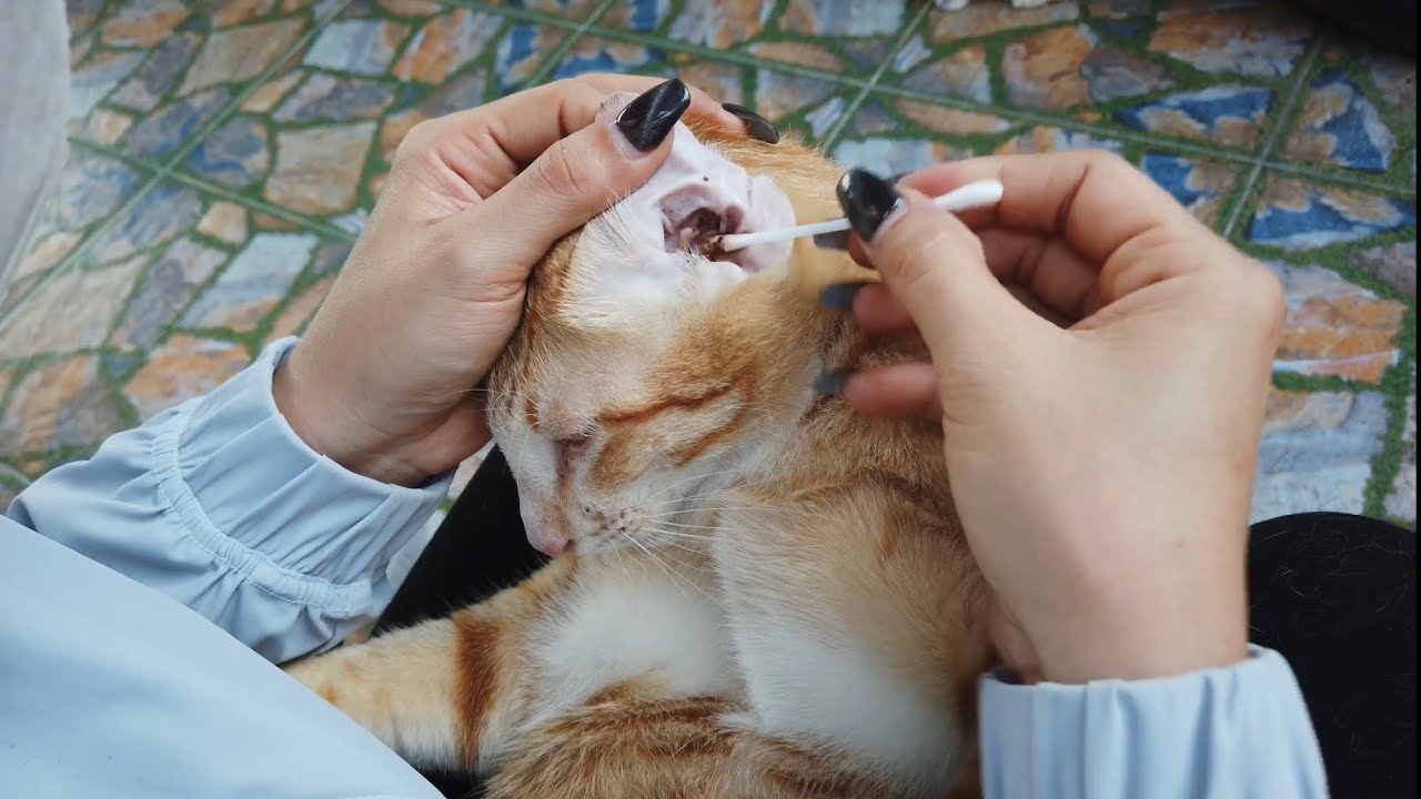 Cat Ear Cleaning and Nail Trimmed Meow Family Cat Grooming YouTube