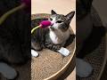 キジ猫の遊びスイッチ😺 - Cats Mood - #shorts #cat