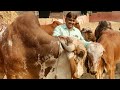 Best Gir cow farm of india (भारत) - (राजभा गोहिल) अहमदाबाद। 👍