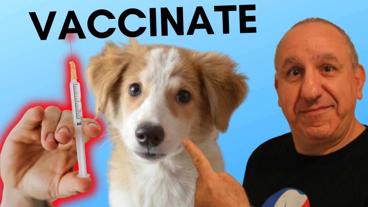 Do I Need To Vaccinate My Dog Or Not YouTube do-i-need-to-vaccinate-my-dog-or-not-youtube
