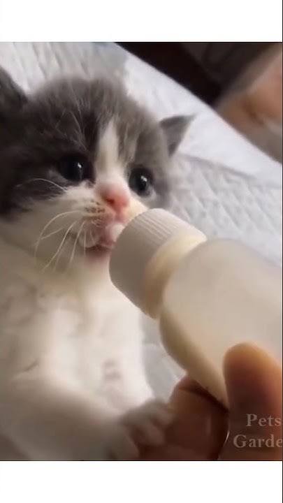 funny-cat-drinking-milk-funny-cat-cats-funnycats-funnycat-youtube