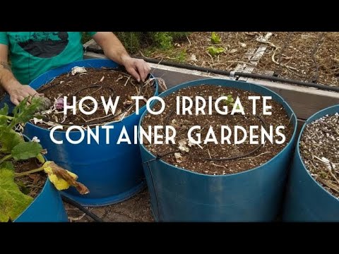 Video: Container Plant Irrigation: How To Irrigate Container Gardens