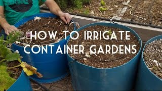 How to Irrigate Container Gardens with Dripperline