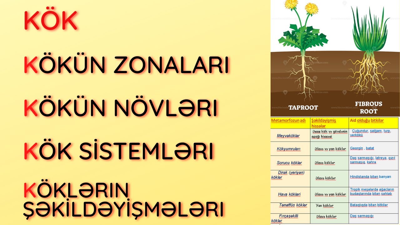 10 DƏQİQƏYƏ VEGETATİV ORQANI ÖYRƏN / Kök / Sıxılmadan öyrən🤫