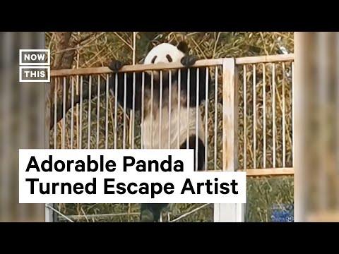 Giant Panda Makes Great Escape From Zoo Enclosure