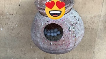 Java Birds Mutation Breeding Colony Setup: A Comprehensive Guide