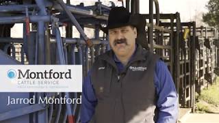 Montford Cattle Service Montford Cattle Service
