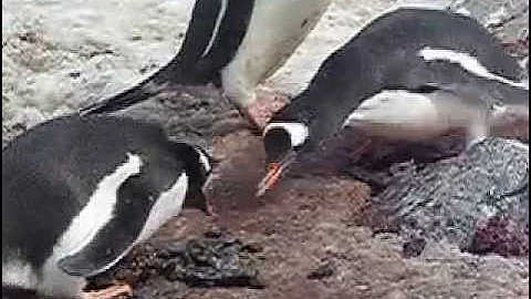 Penguin steals rock