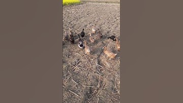 How to Raising Millions of Duck on Rice Field For Meat - Free range Duck Farming Technique P687