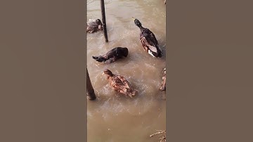 How Duck Farming Make Million Eggs and Meat 🦆- Duck Processing Line - Modern Poultry Farm Technology