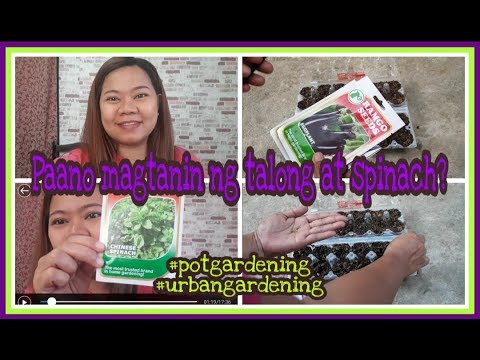 Video: Mga Pag-aari At Gamit Ng Spinach