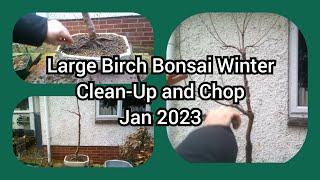 Large Birch Bonsai Winter Clean Up And Chop Jan 2023