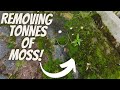 Moss moss and more moss  20 years of grime