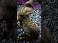 A gentle Bengal cat when touched with love